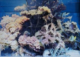 Aquarium2011_1_1